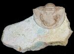 Enrolled Niobella Lindstroemi Trilobite - Rare #6458-1